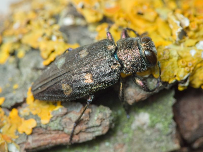 Chrysobothris igniventris Reitter, 1895